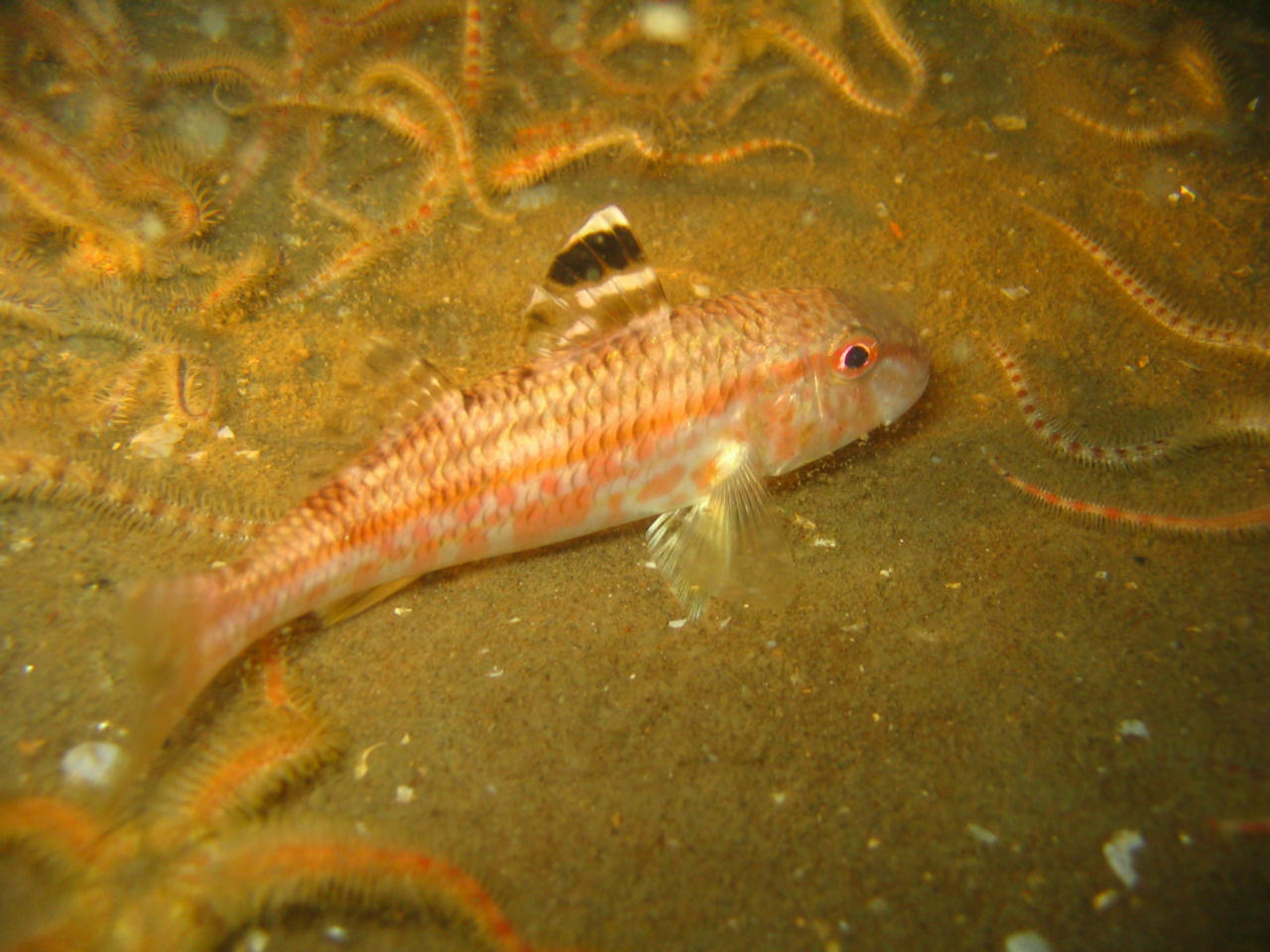 Mullus surmuletus (Triglia di scoglio)